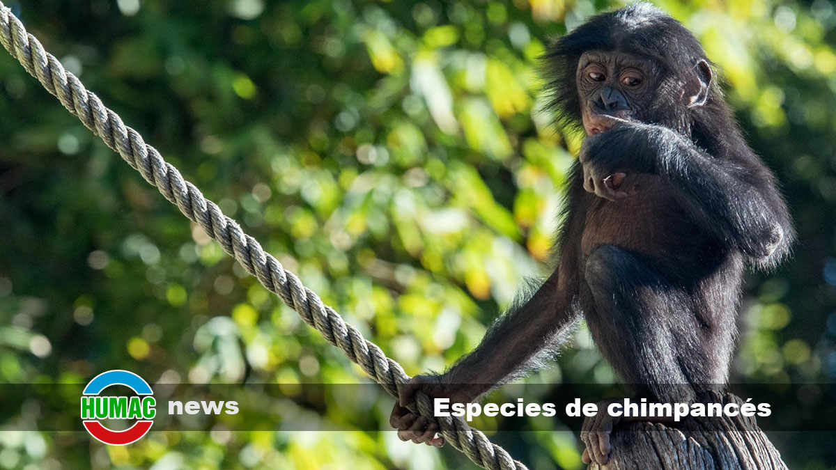 Especies de chimpancés: características y diferencias