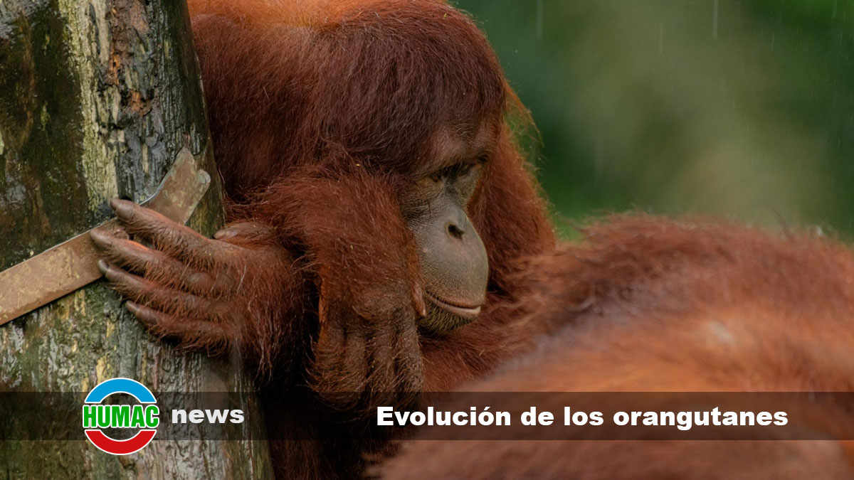 evolución de los orangutanes