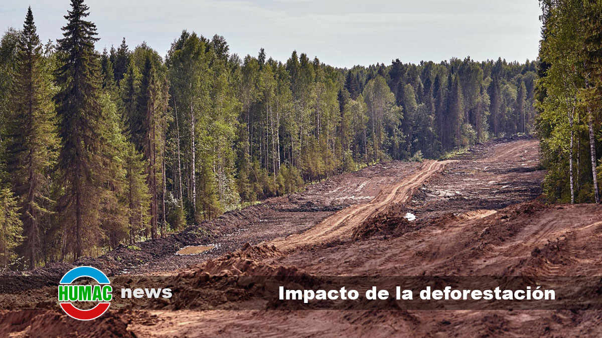 impacto de la deforestación
