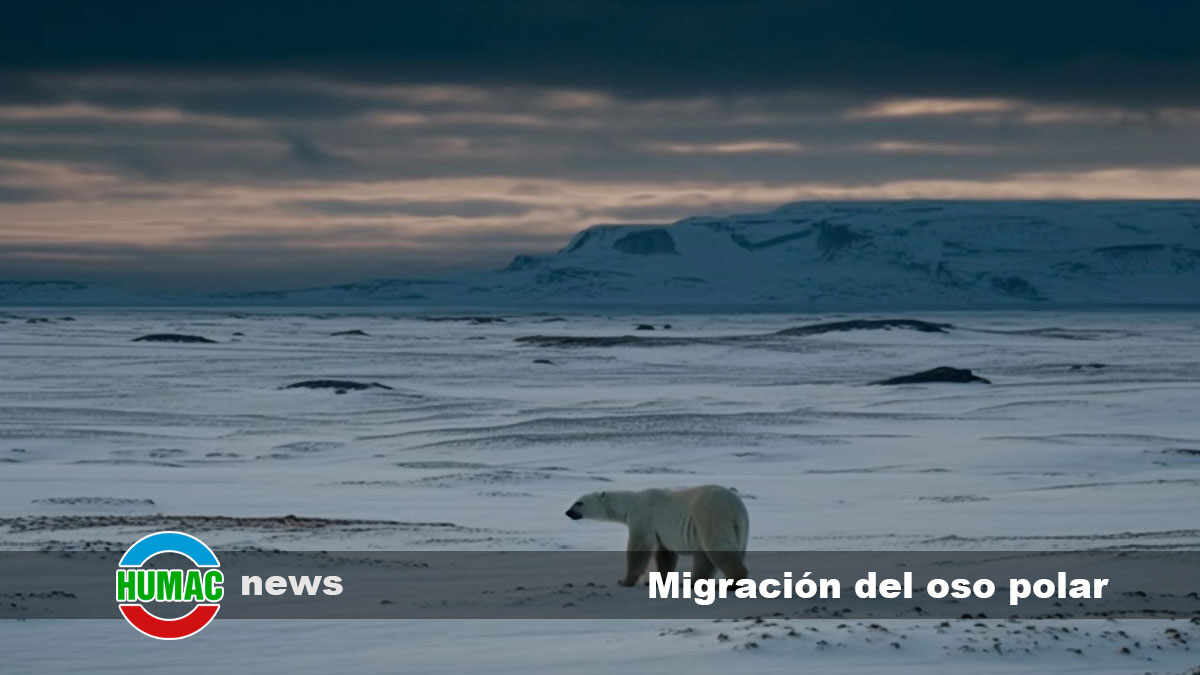migración del oso polar