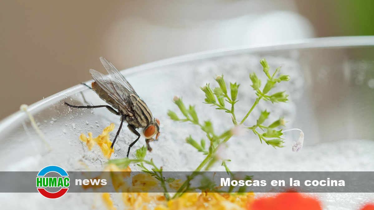 Control de moscas en la cocina: Prevención de enfermedades