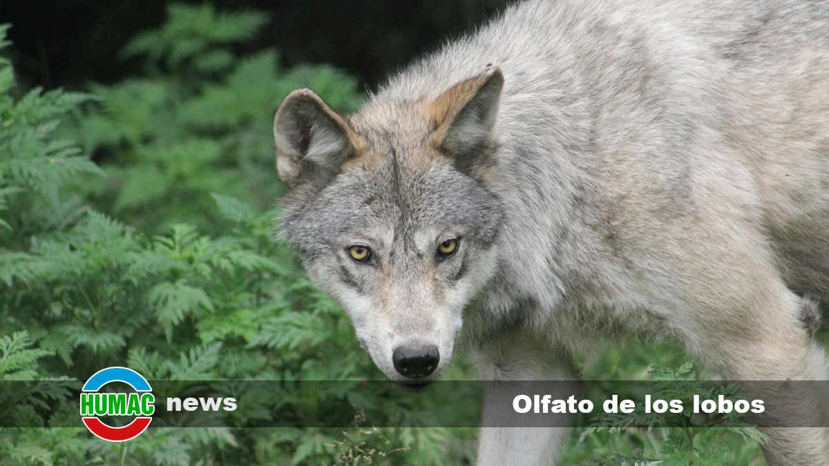 Curiosidades sobre el olfato de los lobos: Sentidos sobrenaturales