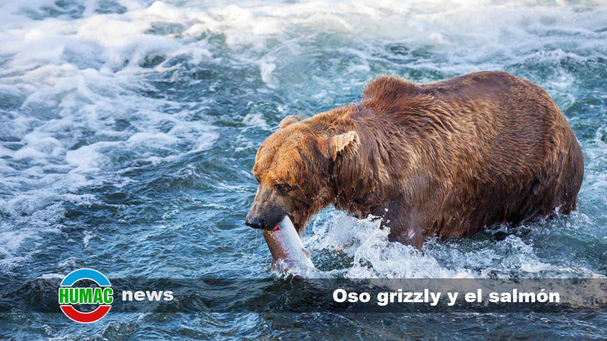 oso grizzly y el salmón
