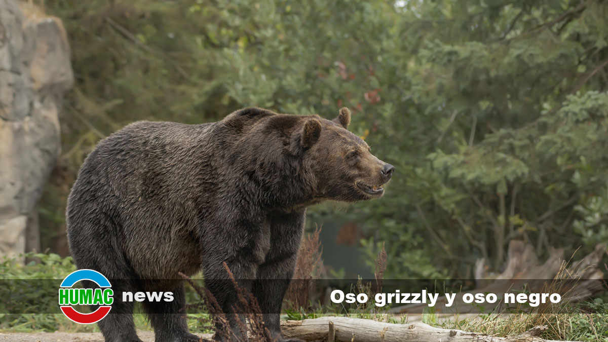 oso grizzly y oso negro