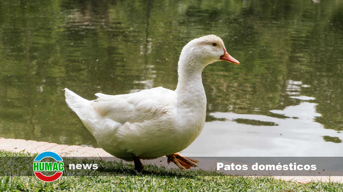 Patos domésticos: patologías comunes