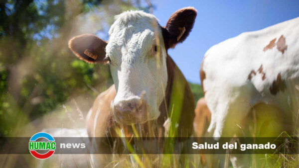 Consejos para mantener la salud del ganado en la industria lechera