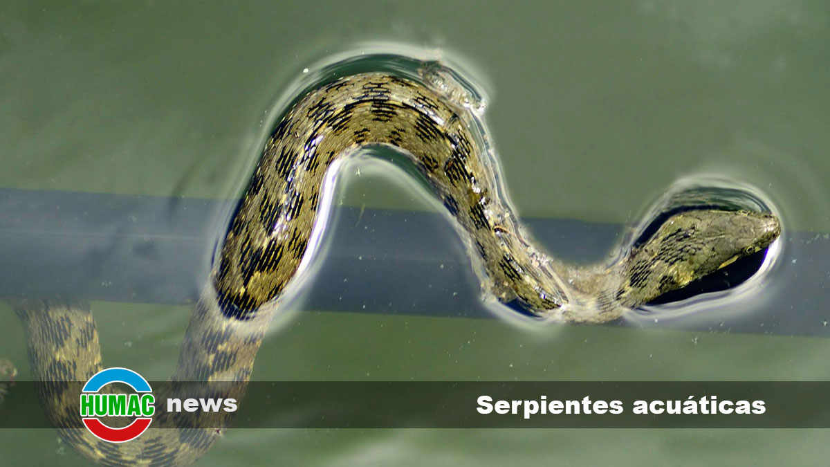 serpientes acuáticas