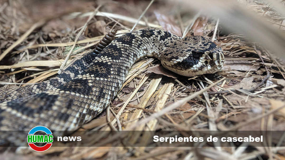 Serpientes de cascabel: Belleza y peligro