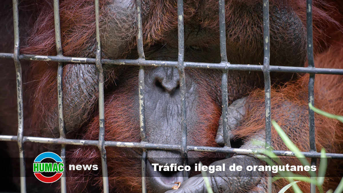 tráfico ilegal de orangutanes
