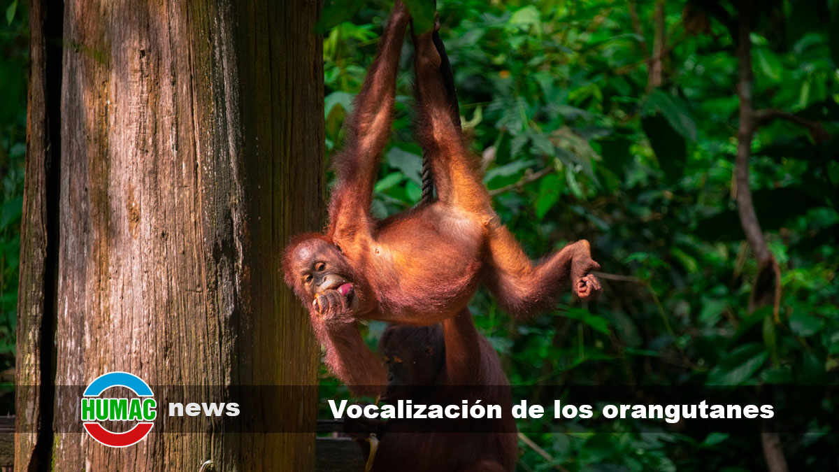 vocalización de los orangutanes