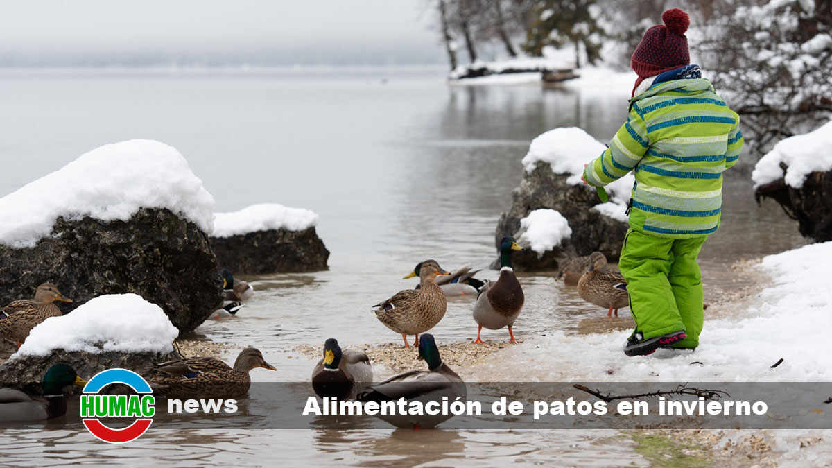 alimentación de patos en invierno