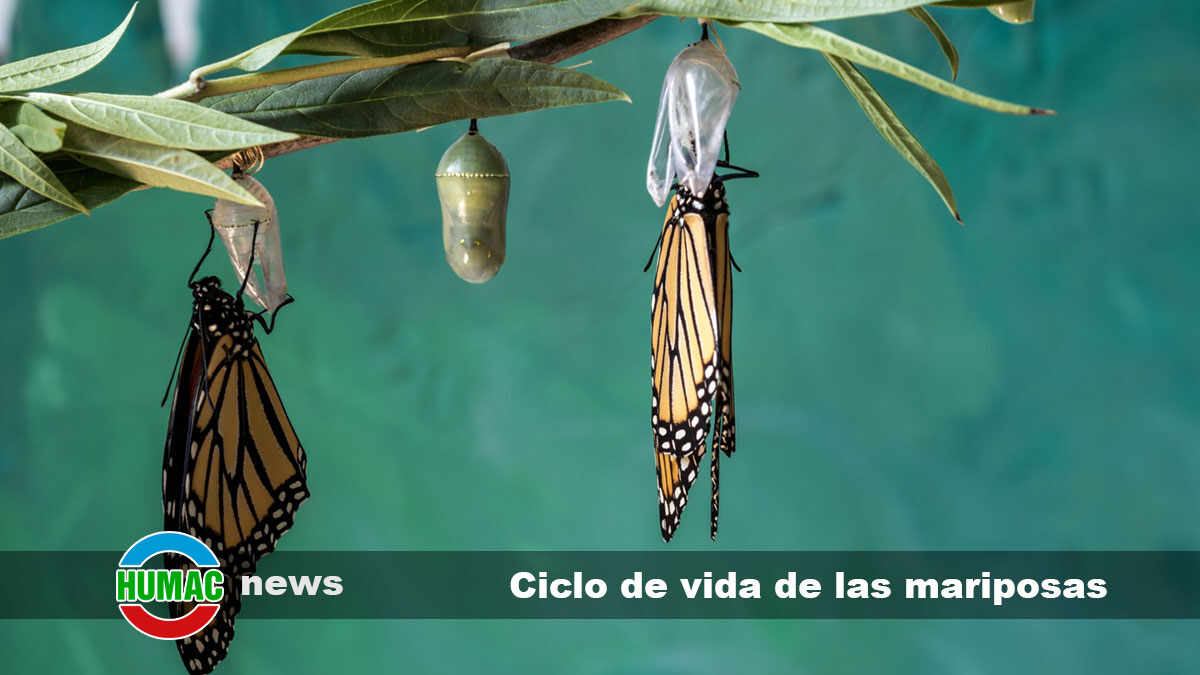 Ciclo de vida de las mariposas y sus etapas