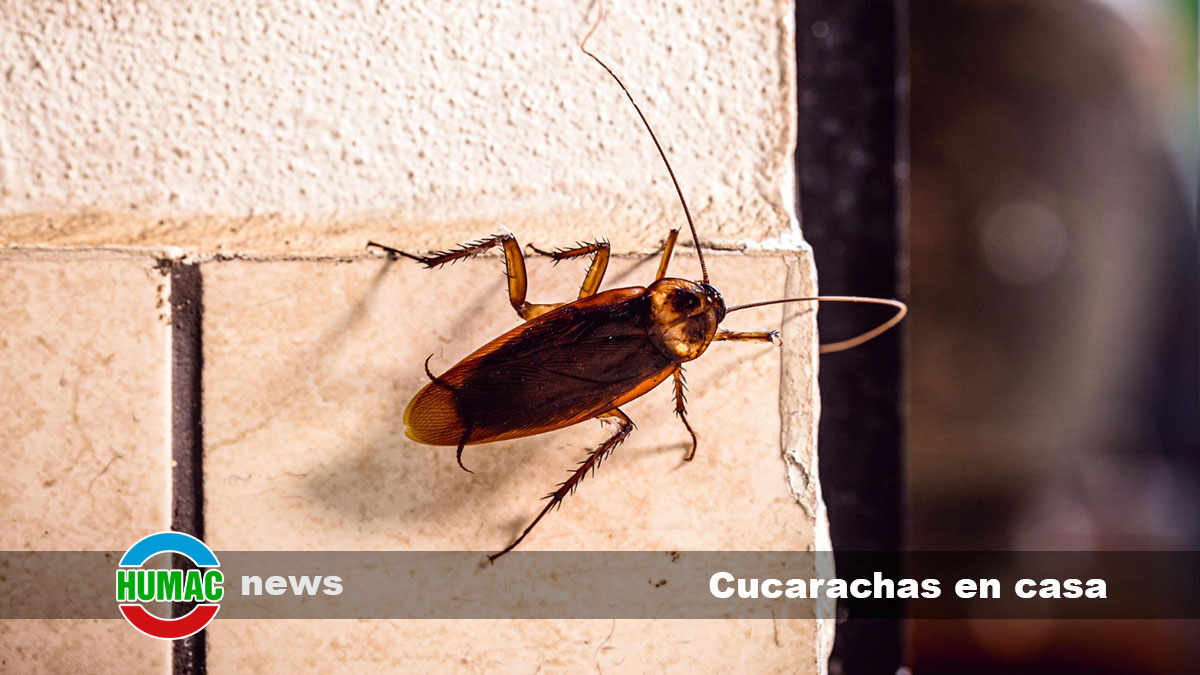 Cucarachas en casa: ¿Qué hacer ante esta incómoda plaga?
