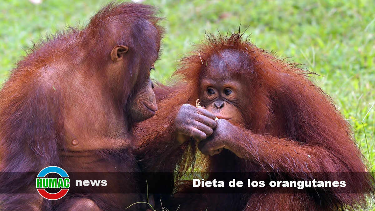 dieta de los orangutanes