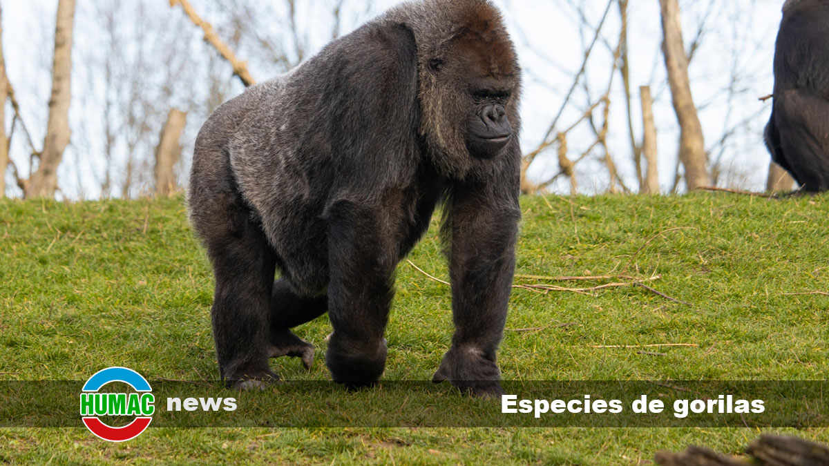 especies de gorilas