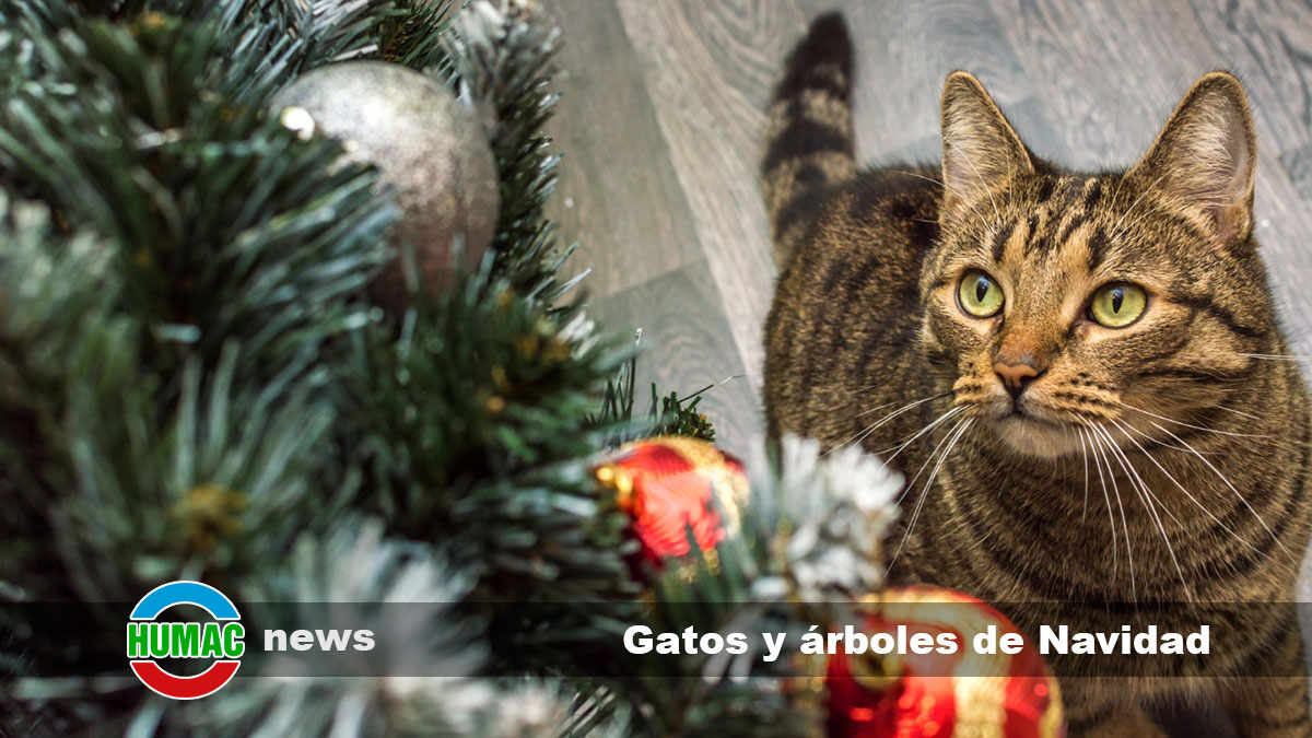gatos y árboles de Navidad