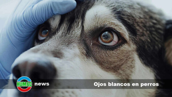 Ojos blancos en perros: Causas y tratamiento