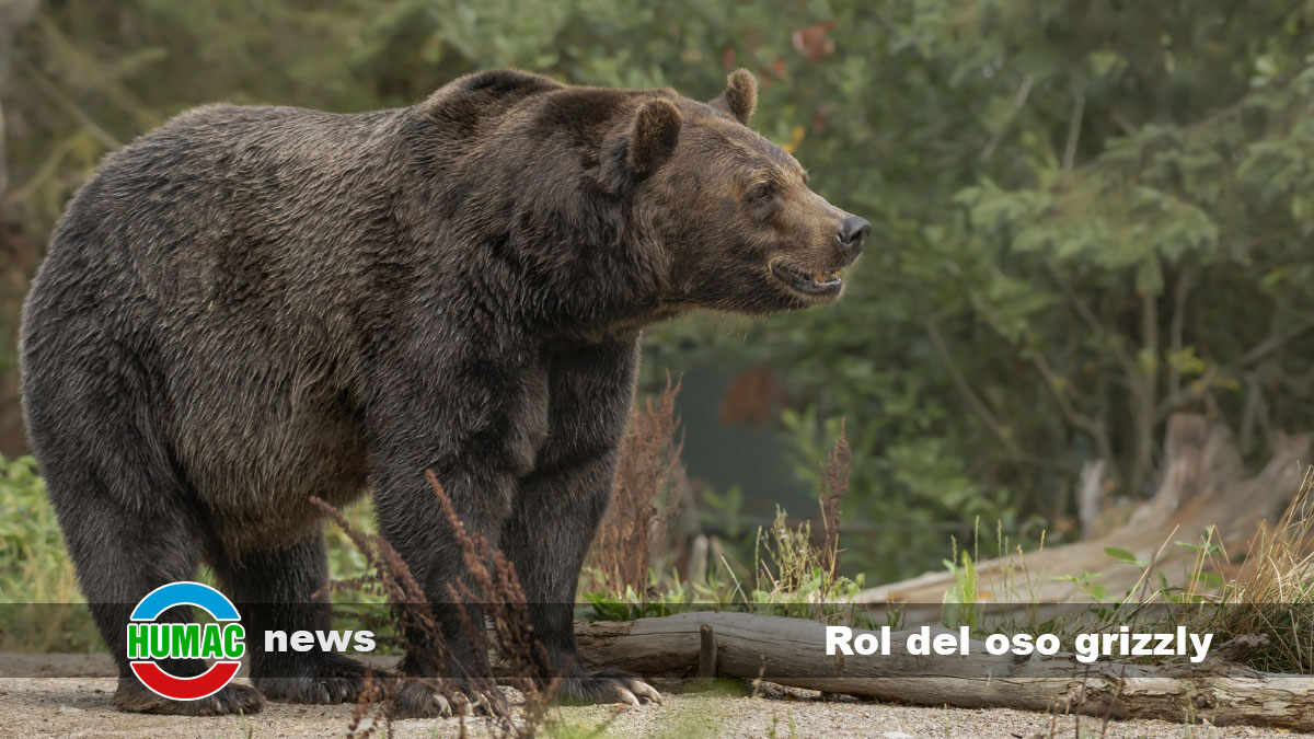rol del oso grizzly