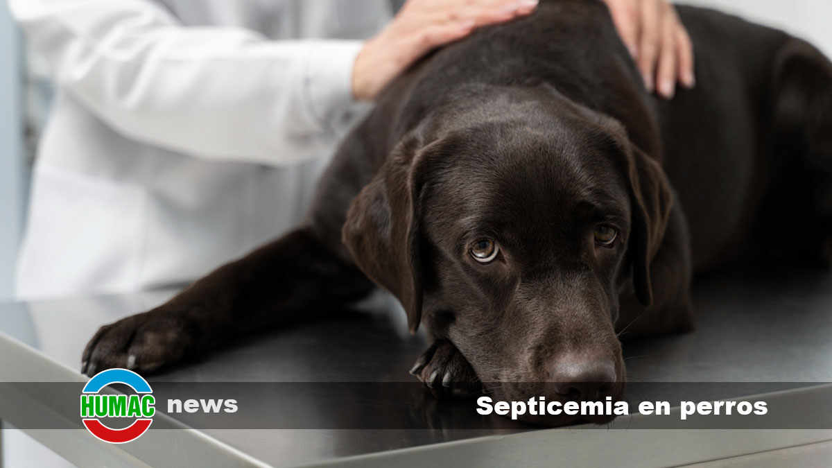 septicemia en perros