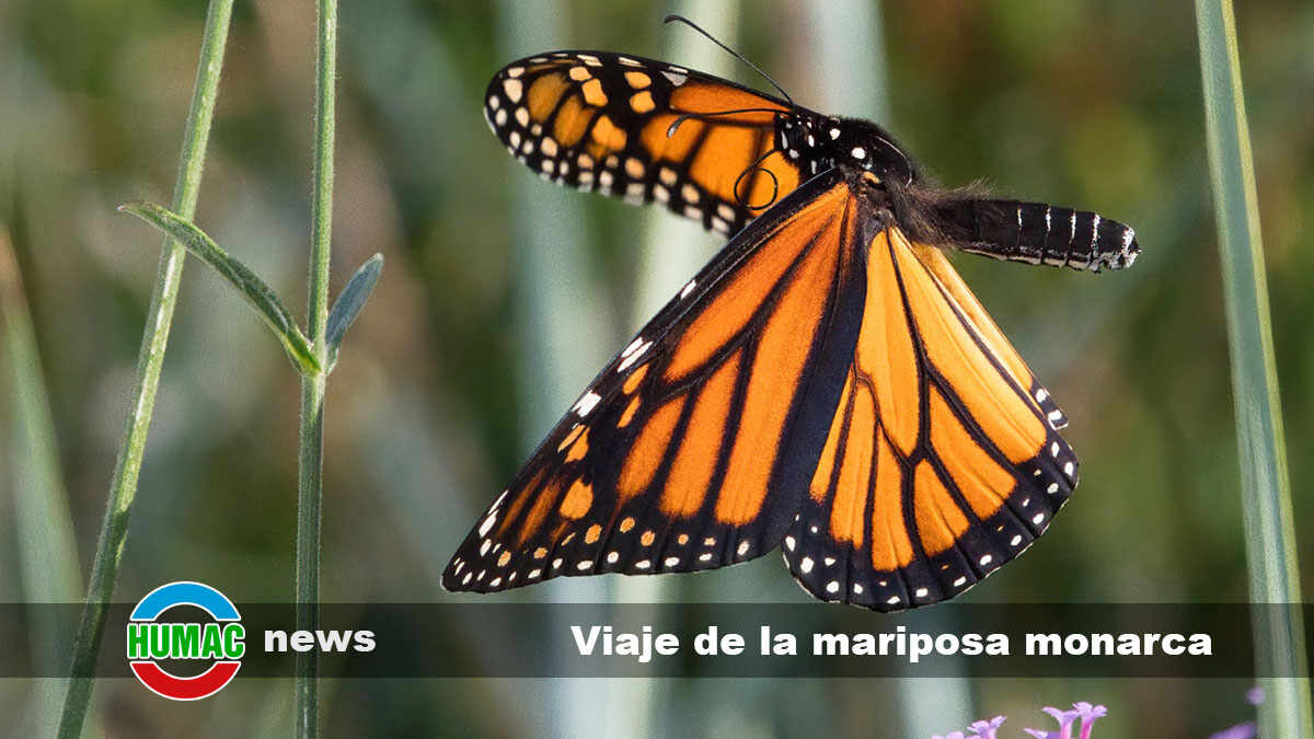 El viaje de la mariposa monarca: Migración increíble