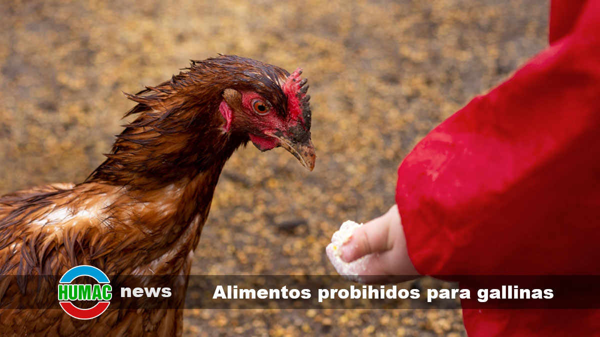 alimentos prohibidos para gallinas