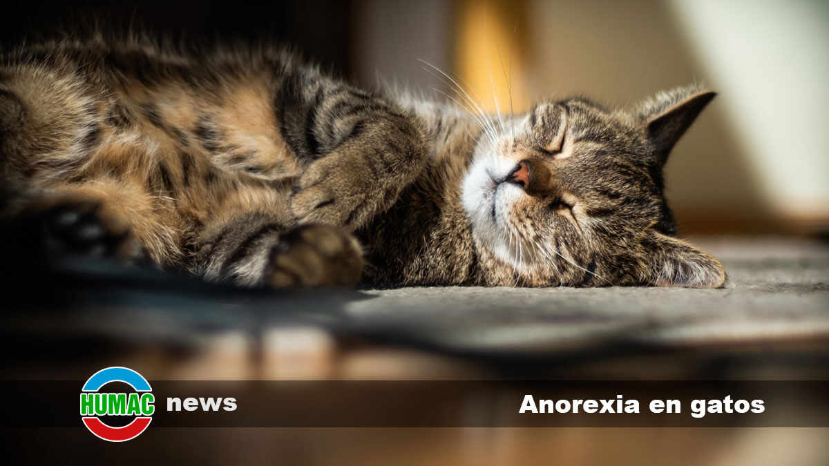 anorexia en gatos