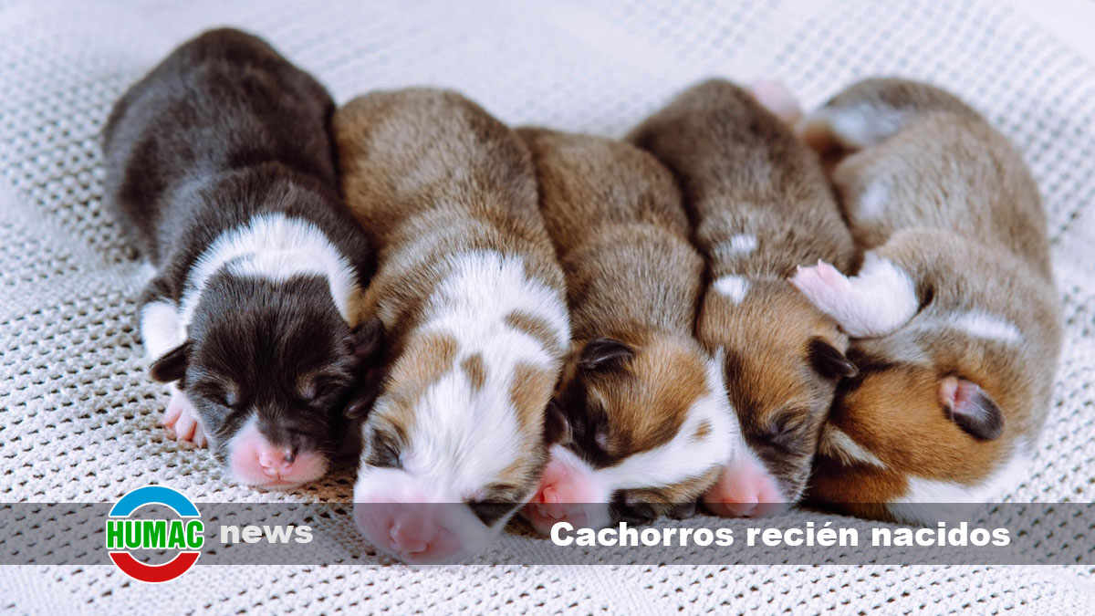 cachorros recién nacidos