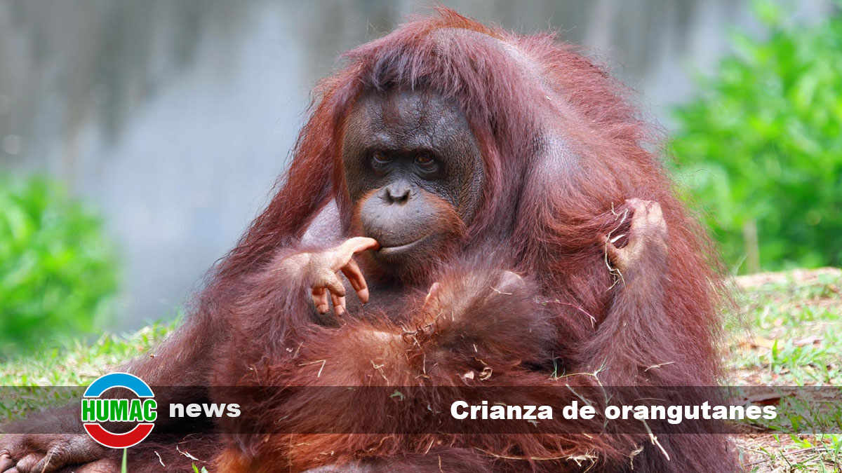 crianza de orangutanes