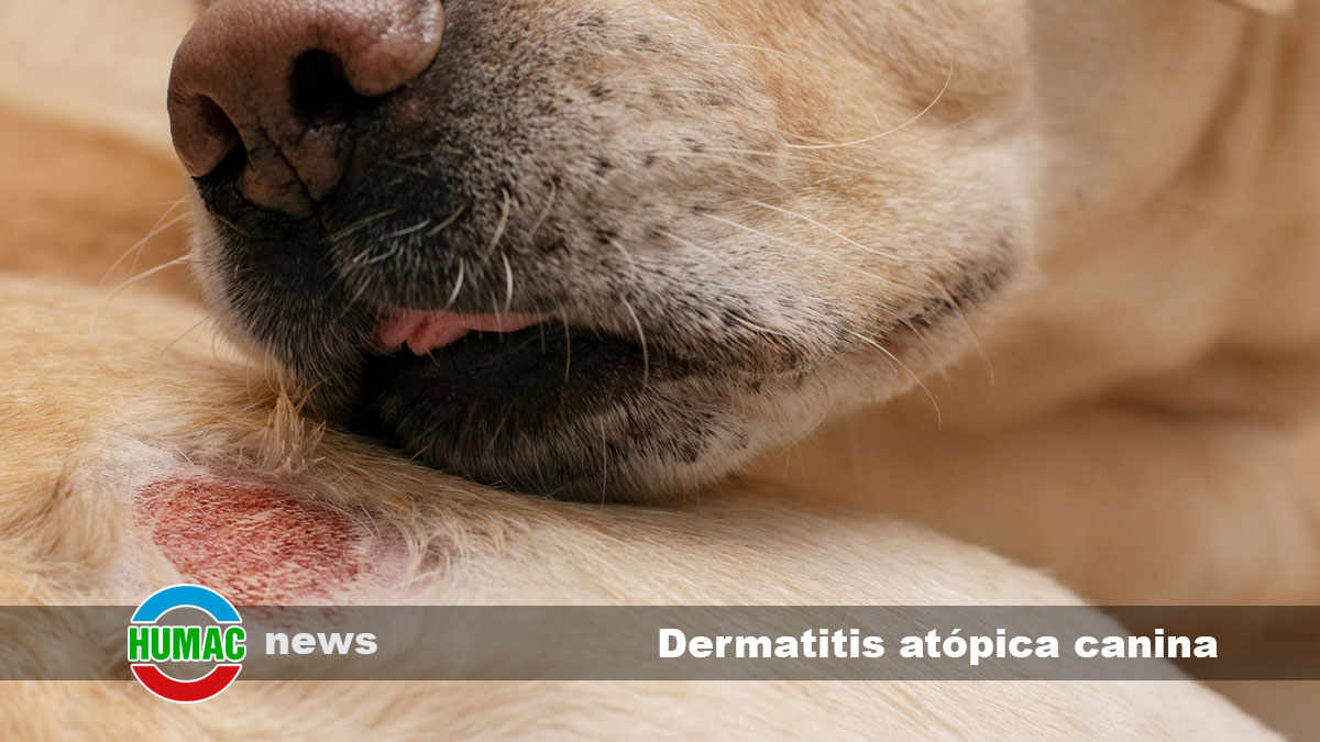dermatitis atópica canina