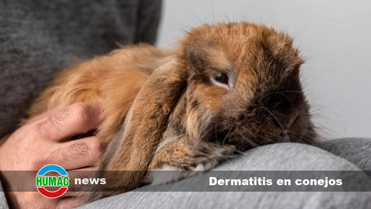 dermatitis en conejos