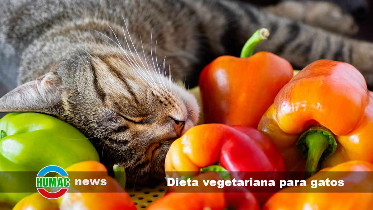 dieta vegetariana para gatos