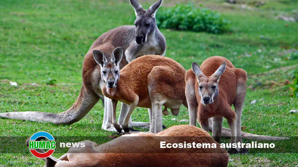 Ecosistema australiano y la importancia de los canguros