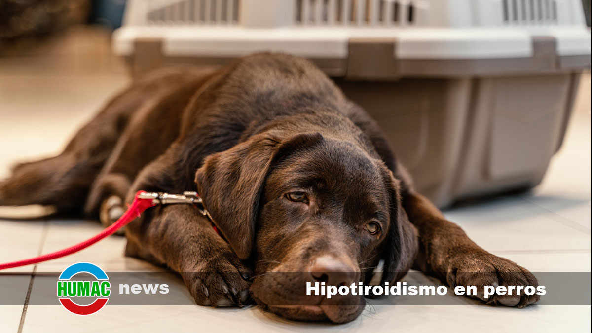 hipotiroidismo en perros