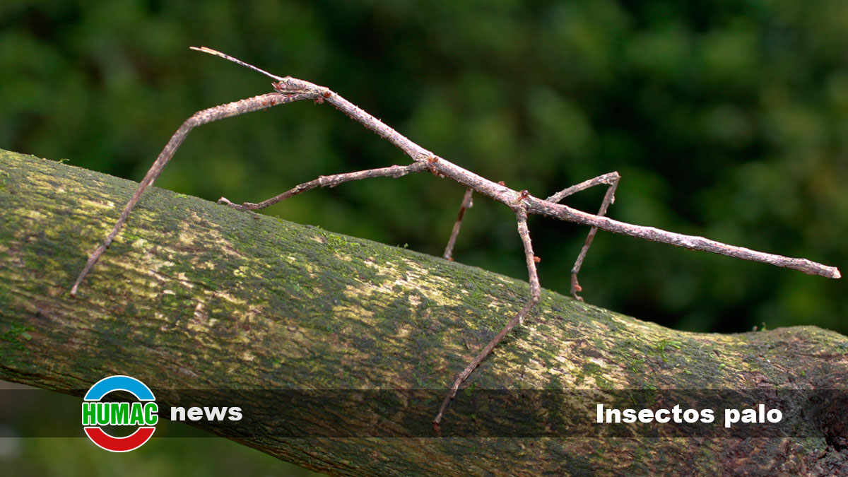Los intrigantes insectos palo: Maestros del disfraz en la naturaleza