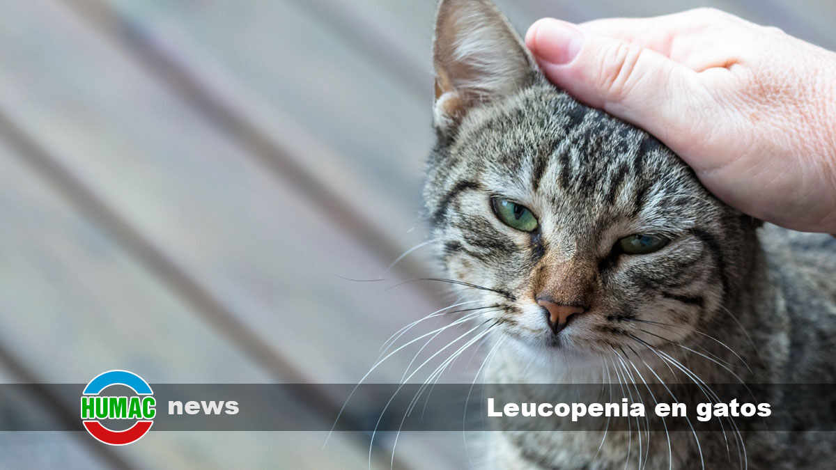 leucopenia en gatos