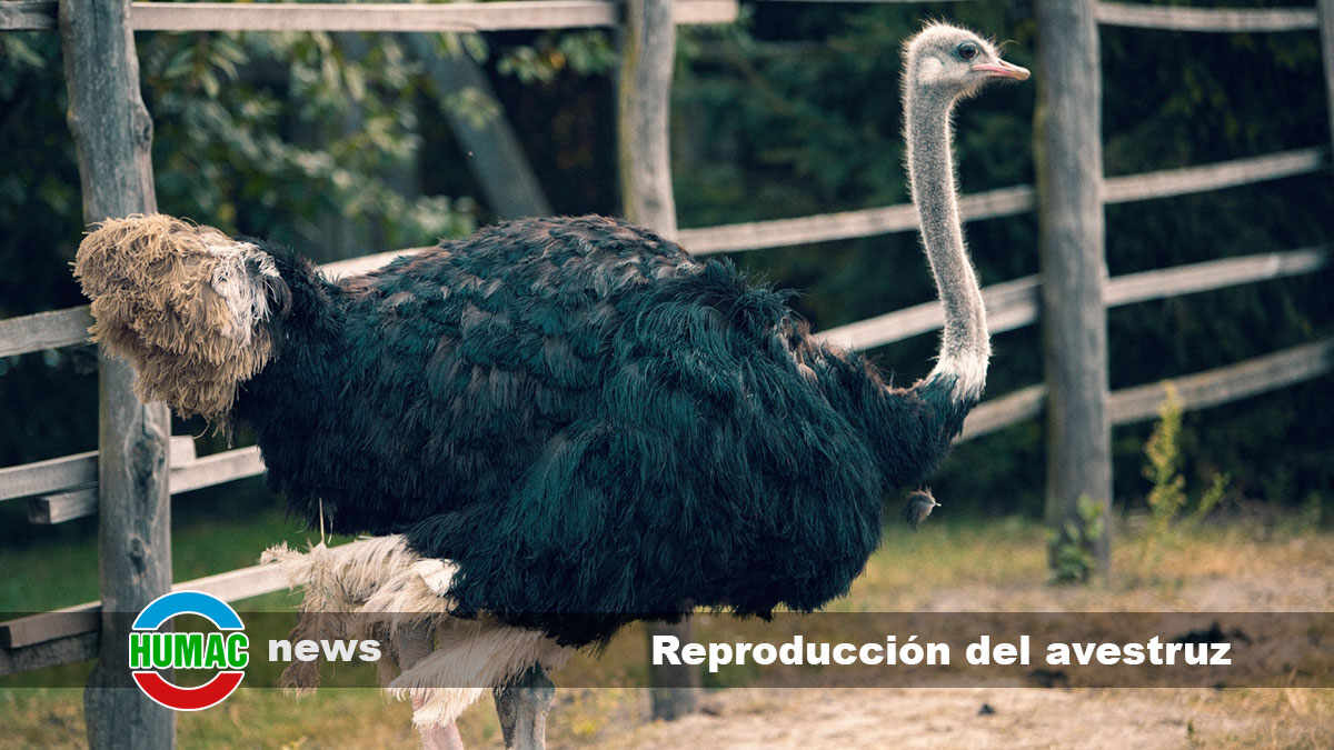 reproducción del avestruz