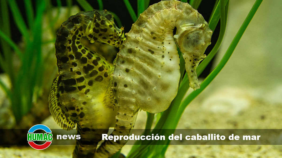 Reproducción del caballito de Mar: Cómo nacen estos asombrosos animales marinos