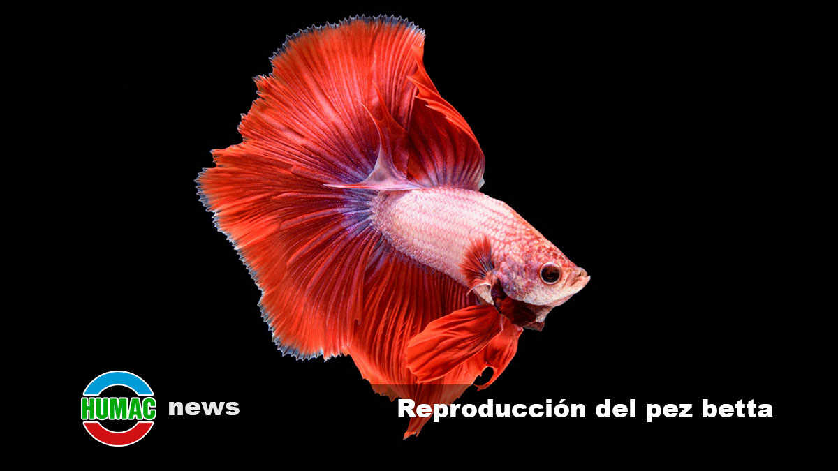 reproducción del pez betta