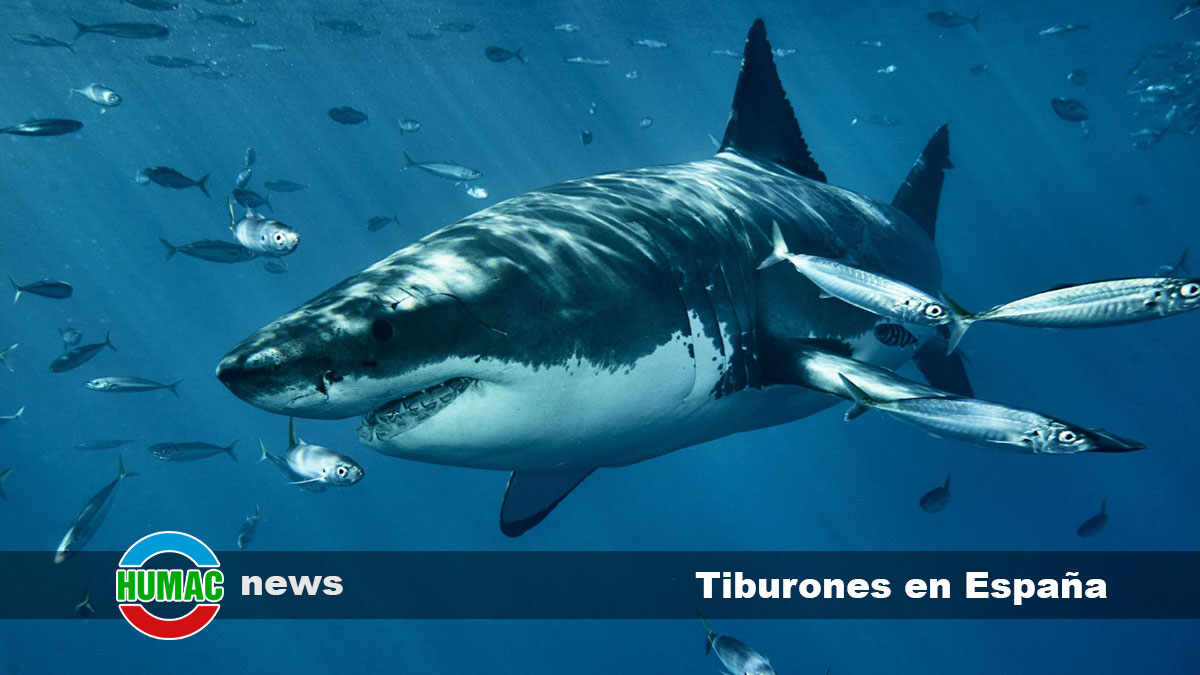 tiburones en España