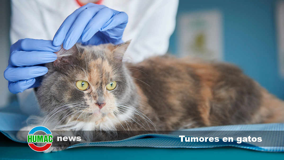 tumores en gatos