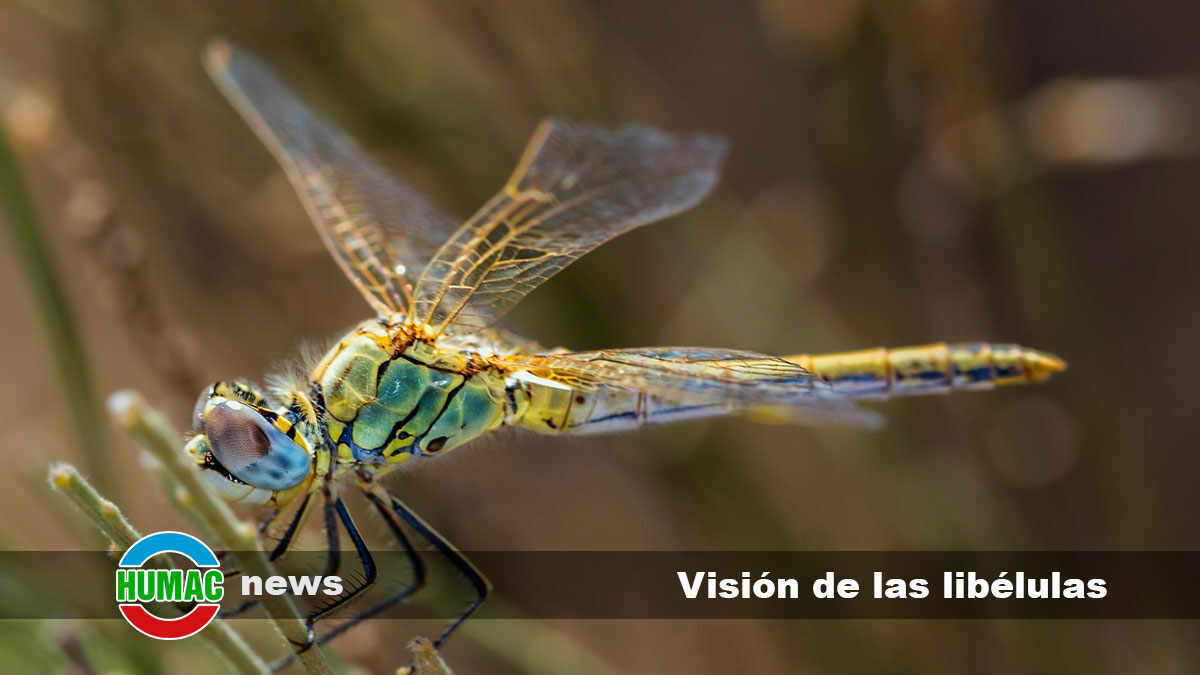 Visión de las libélulas: Ojo dividido y visión en colores