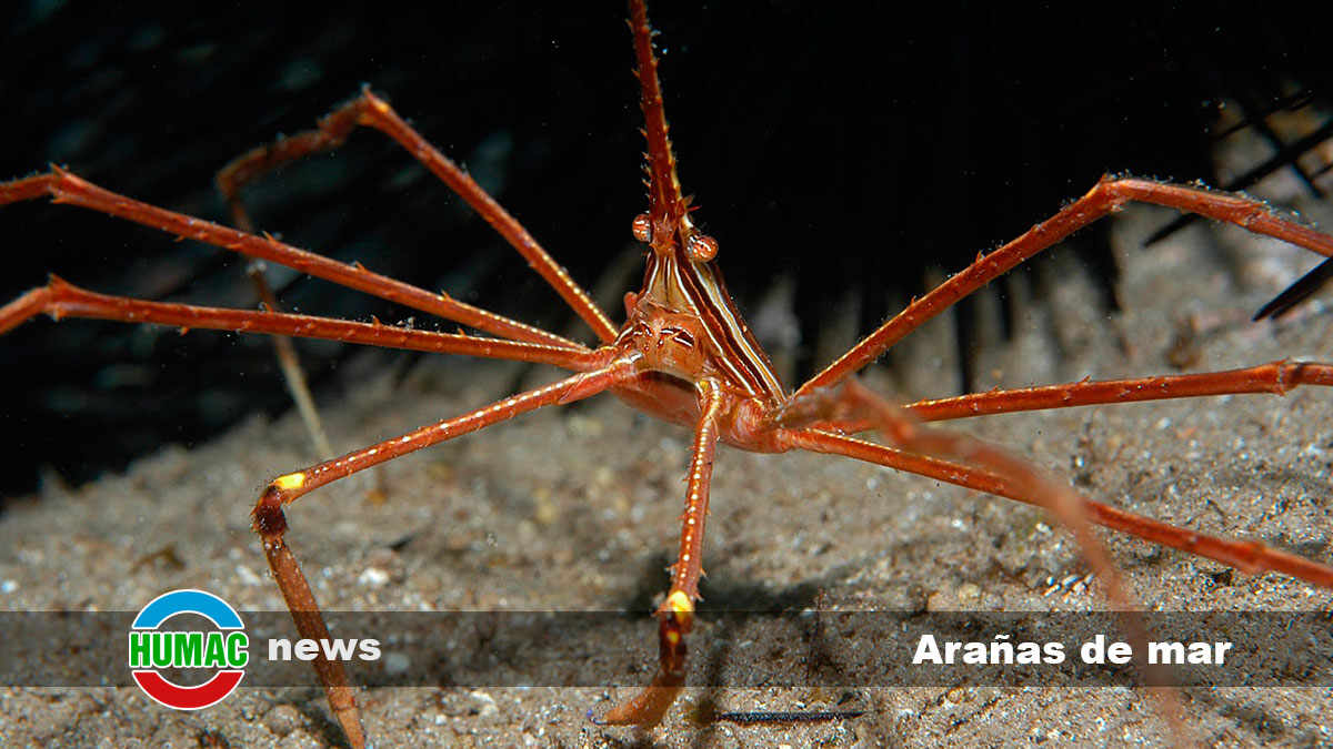 Arañas de mar: Características y hábitat