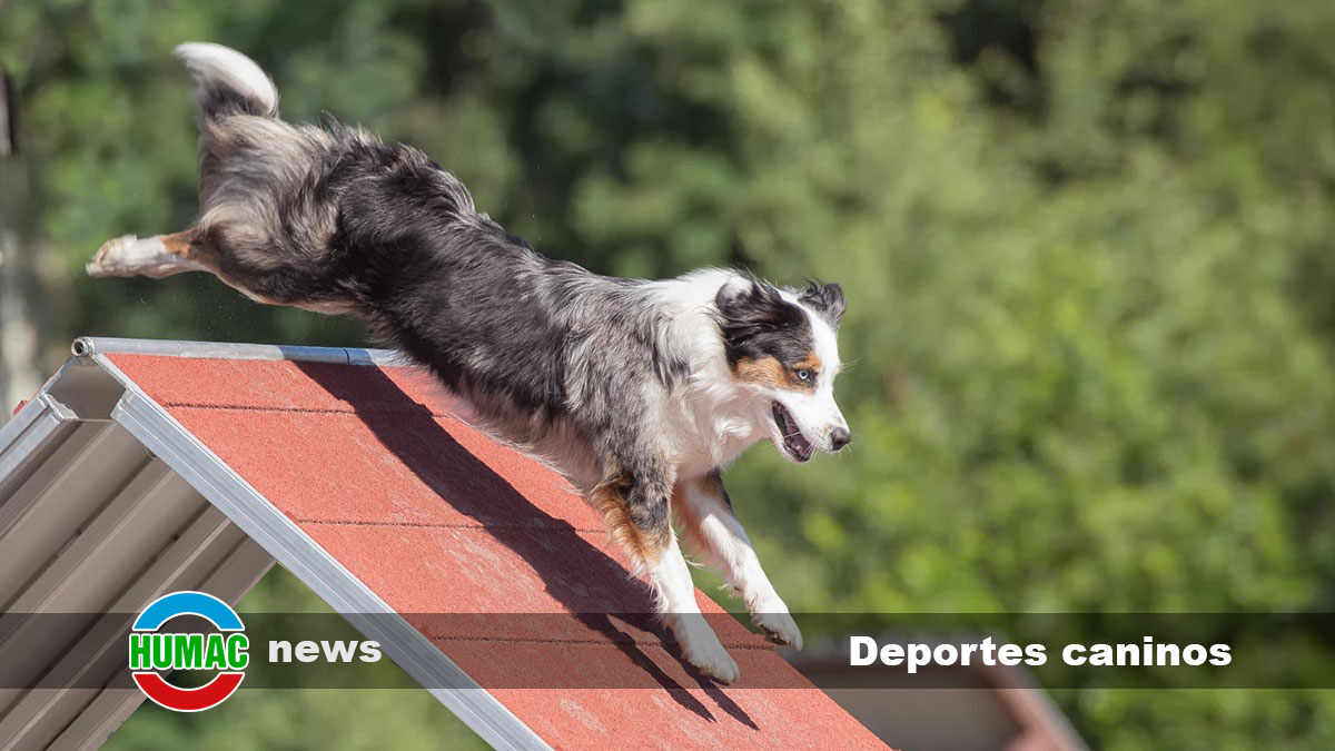 Deportes caninos: Opciones que puedes practicar con tu perro