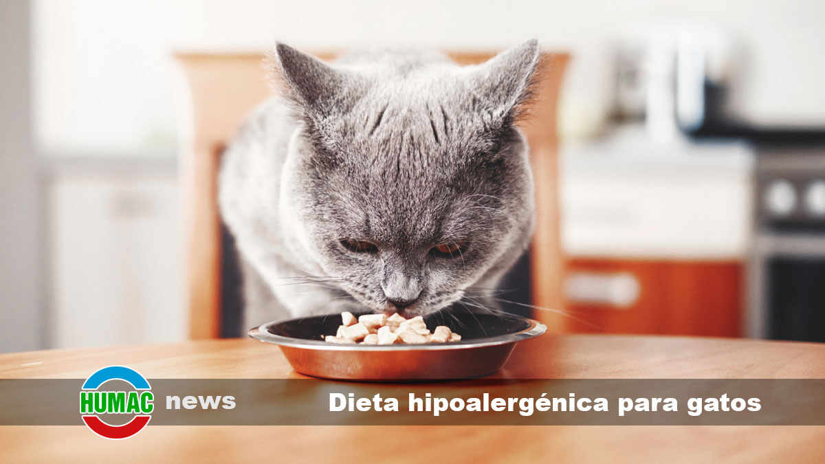 Dieta hipoalergénica para gatos