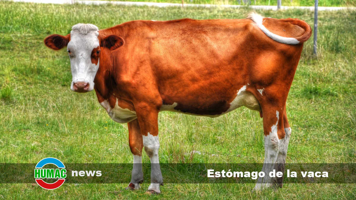 Estómago de la vaca: Cómo es, sus partes y funciones