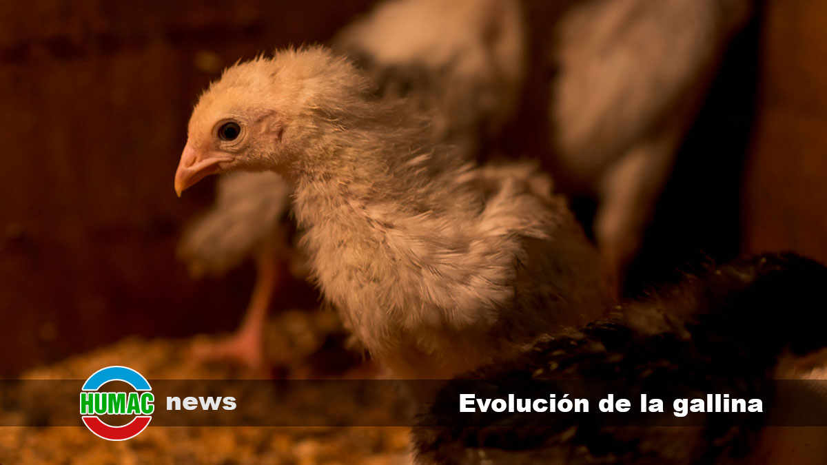 Evolución de la gallina: ¿Cuál es su origen y cómo ha llegado a ser una parte fundamental de nuestras vidas?