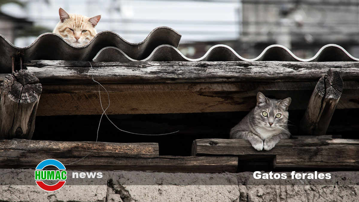 Gatos ferales: Qué son y cuál es su importancia en nuestra sociedad