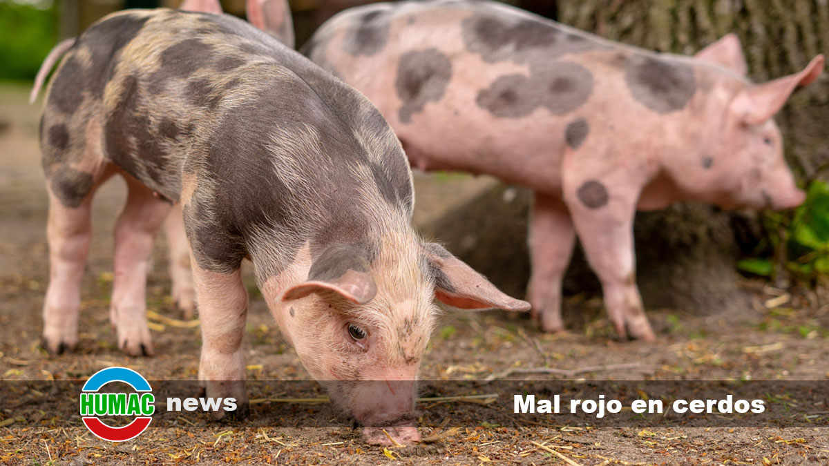 Mal rojo en cerdos: Causas, síntomas y tratamiento