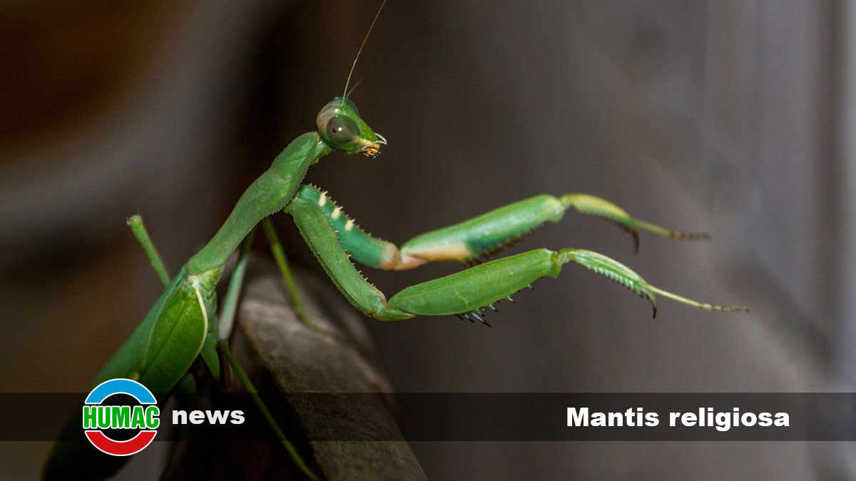 Mantis religiosa: Todo lo que necesitas saber