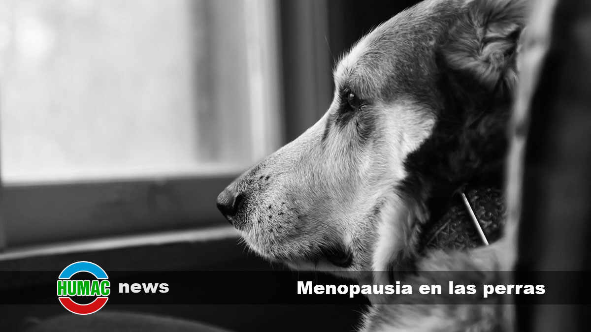 menopausia en las perras